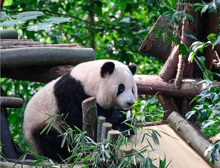 chengdu travel guide: The Chengdu Panda Base