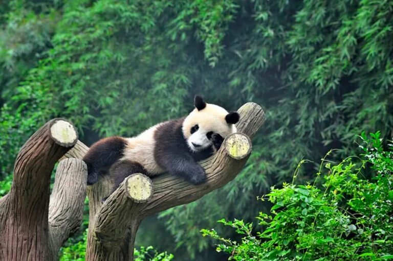 A giant panda