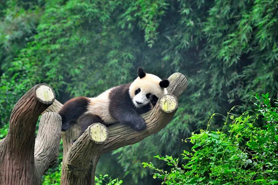 Why Is Chengdu Known as the World Capital of Giant Pandas?