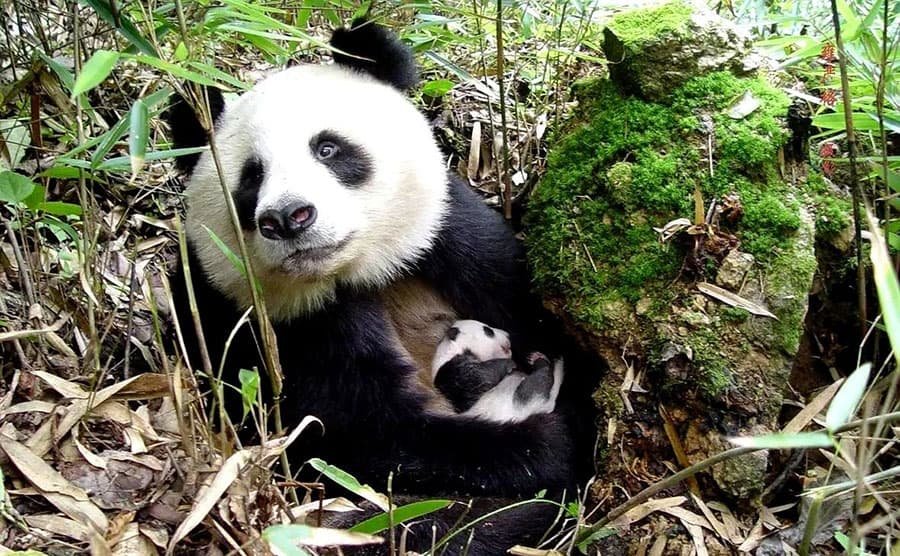 Chengdu Panda Base vs Panda Valley: Which to Visit?