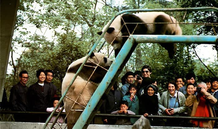 Der Riesenpanda in den 80er Jahren
