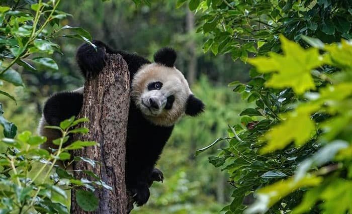 Giant Pandas in the Mountains and Forests