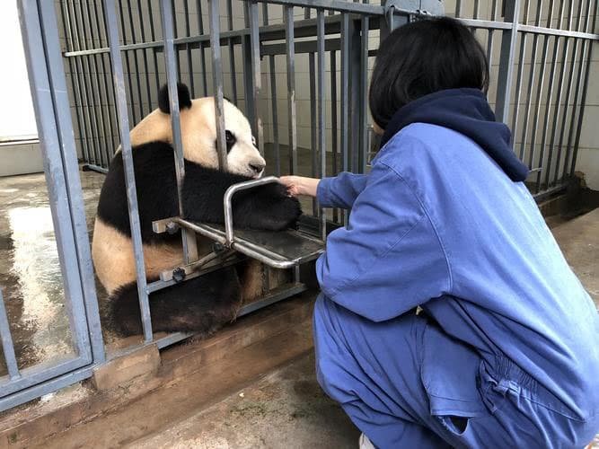 Panda Volunteers