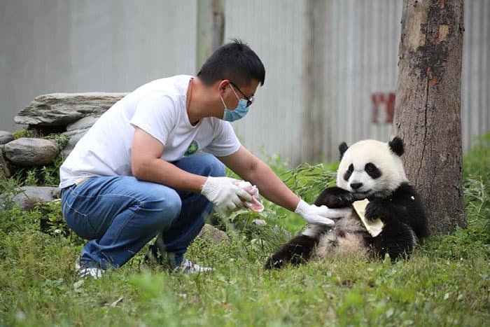 Protecting Pandas