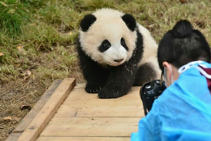 Staff members take photos of the pandas