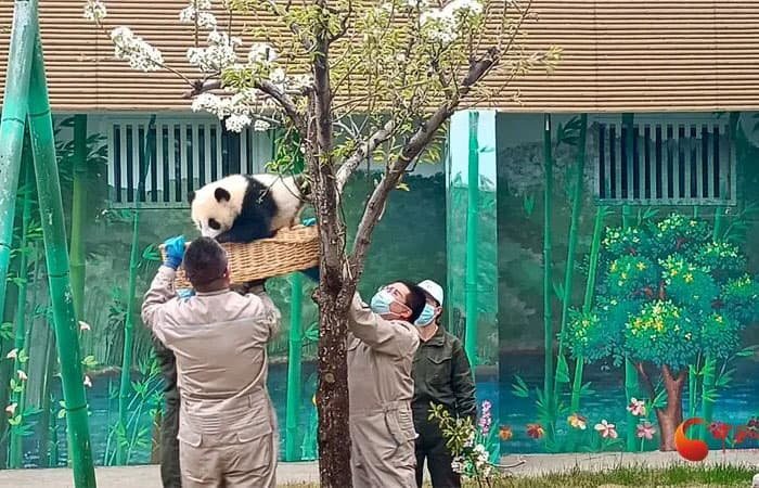 The giant pandas at the Chengdu Panda Base
