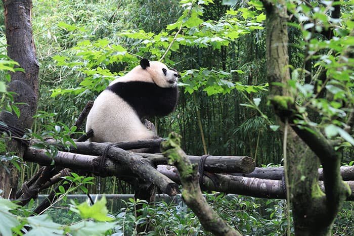 The pandas in Panda Valley