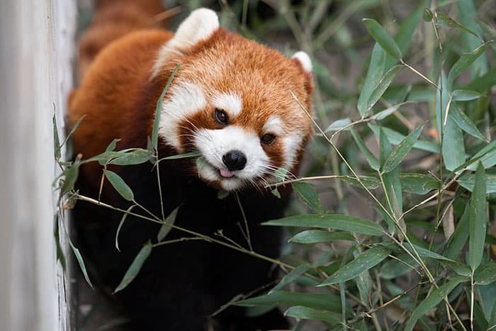 The red panda is eating bamboo leaves