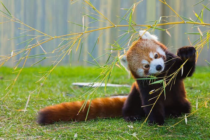 The red panda is eating bamboo