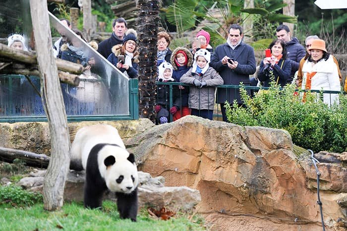 Tourists are watching the giant pandas