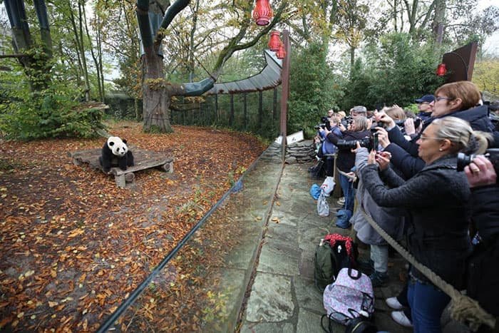 Viele Menschen beobachten die Riesenpandas