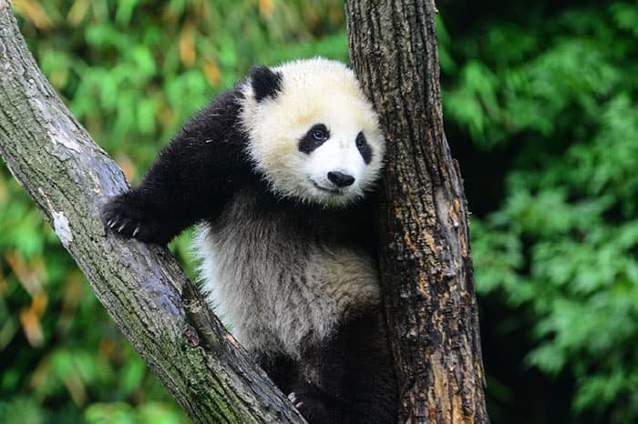 a giant panda is climbing a tree