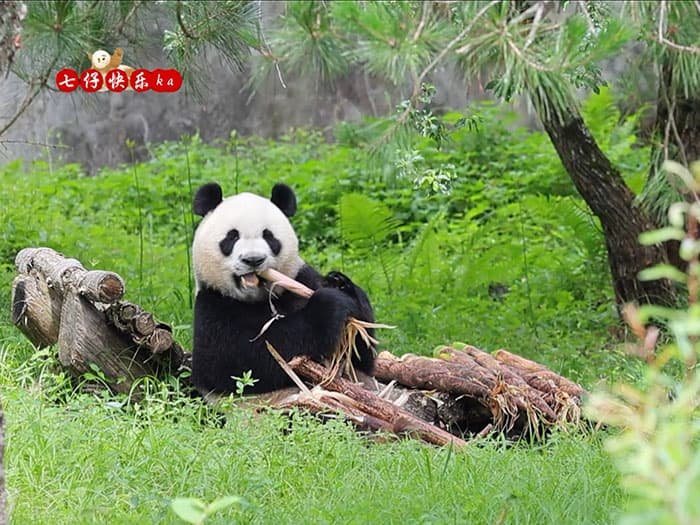 a giant panda is eating