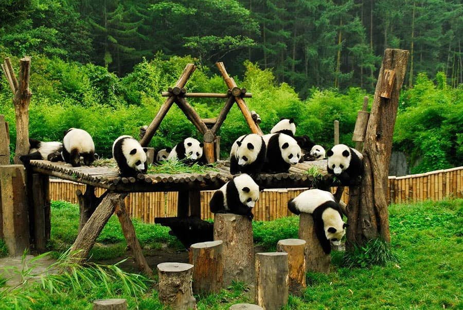 Getting to Know Pandas: Uncovering the Wonders of the Giant Panda’s Life