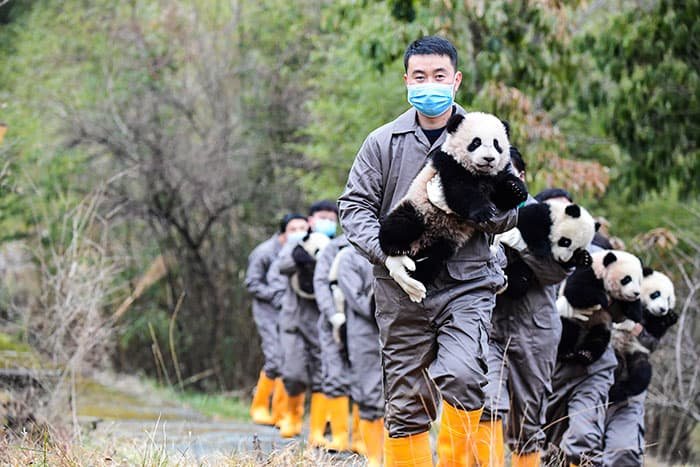 a zookeeper holding a panda cub