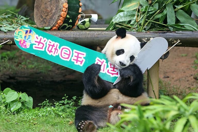 adopt a panda