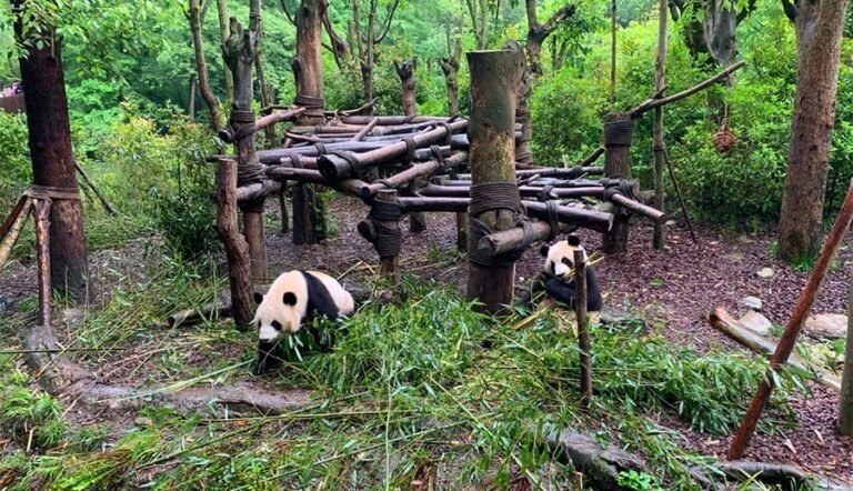 chengdu panda base travel guide