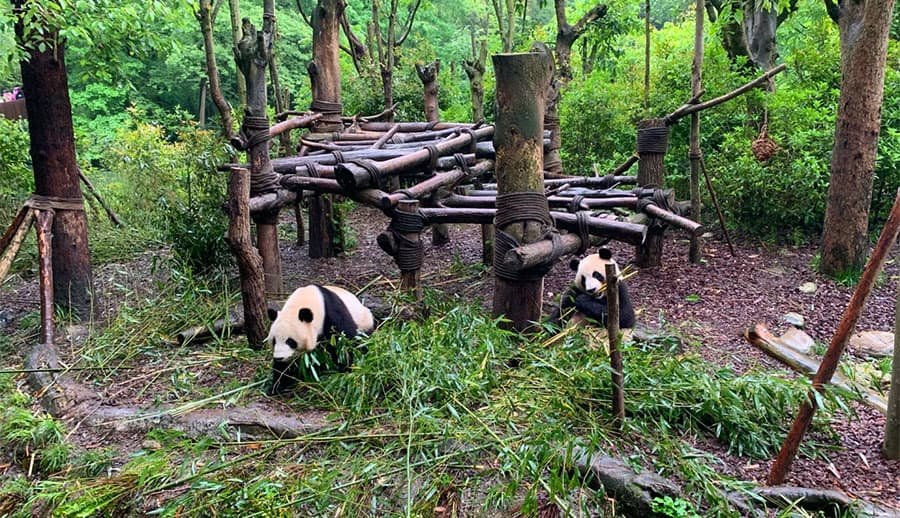 chengdu panda base travel guide