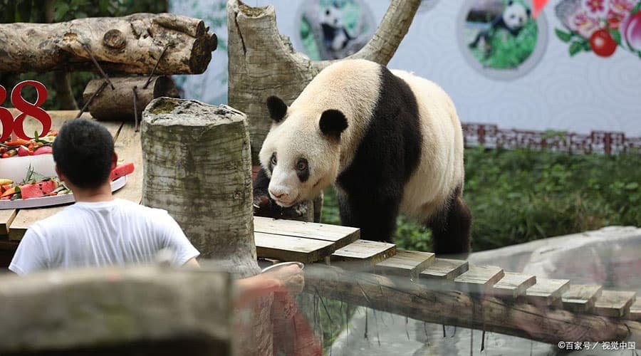 Chengdu Panda Experience Guide: A Comparison of the 6 panda base and a Visitor’s Guide