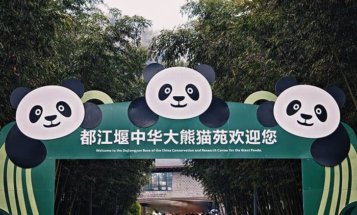 dujiangyan china giant panda park