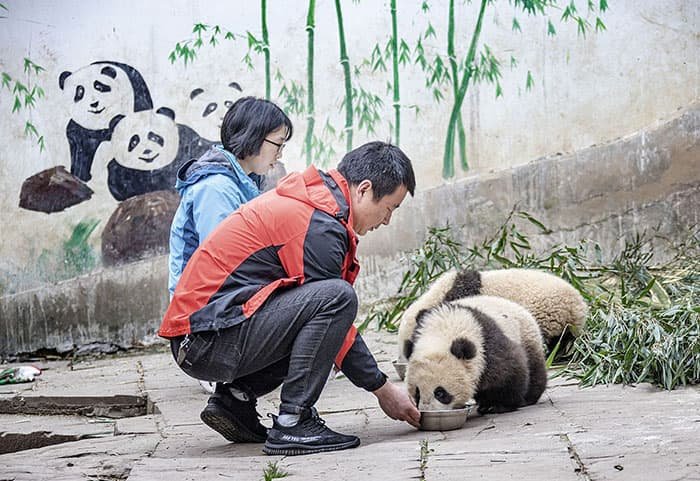 feeding the pandas