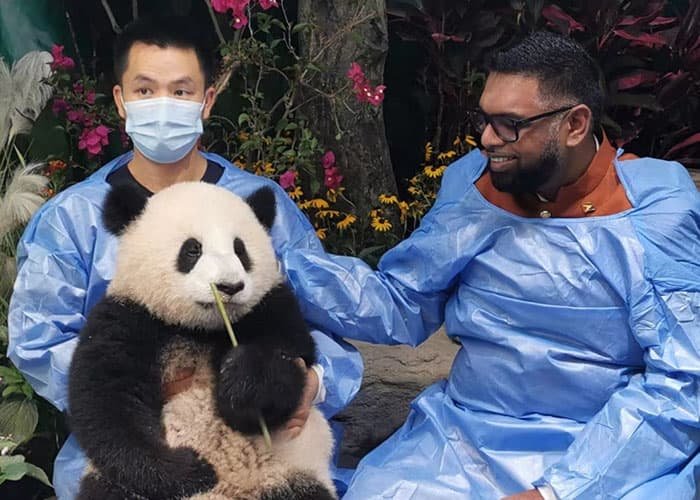 giant Pandas living with people