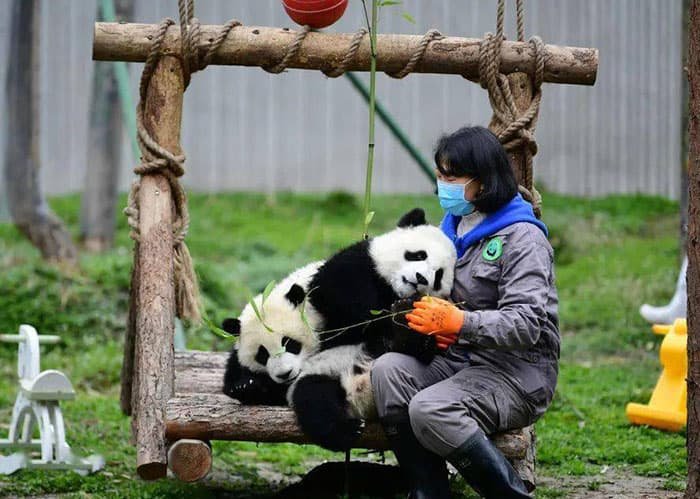 giant pandas and their keepers