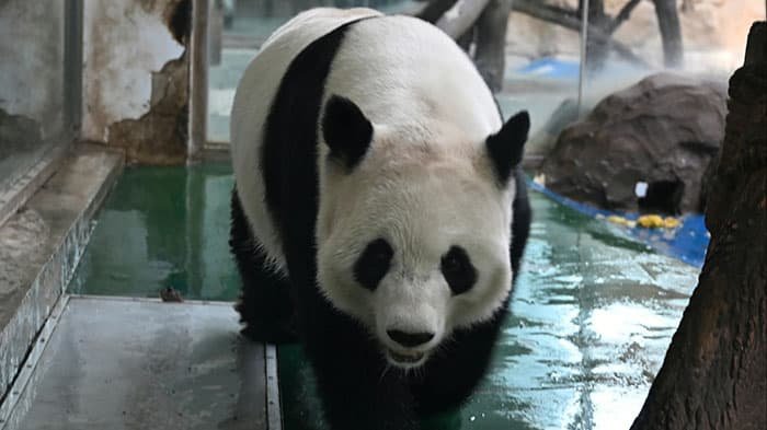 giant pandas at the chengdu zoo