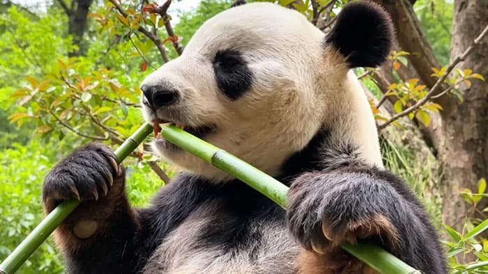 giant pandas eat bamboo