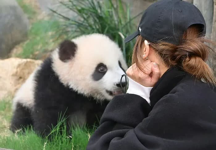 giant pandas interacting with people
