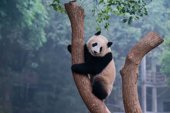 panda climbing a tree