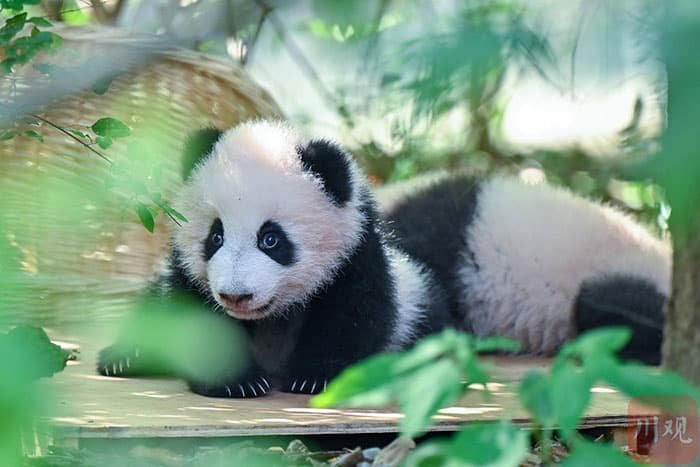 panda cub