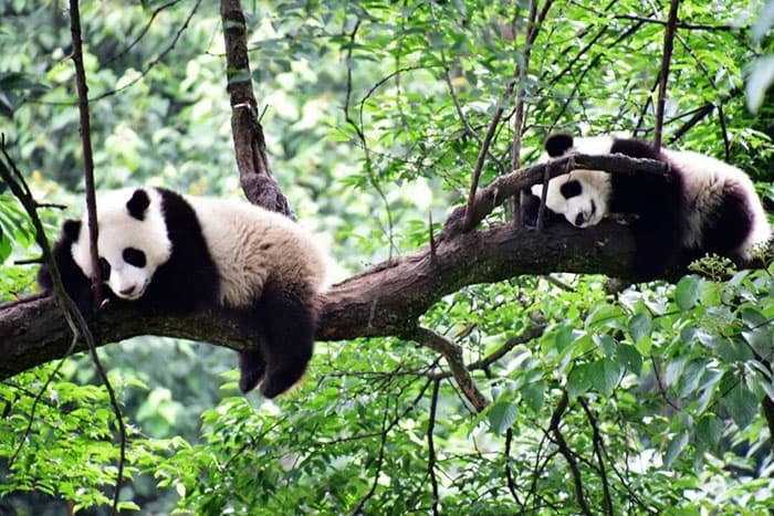 pandas at Bifengxia in Ya an
