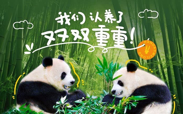 pictures of panda adoptions