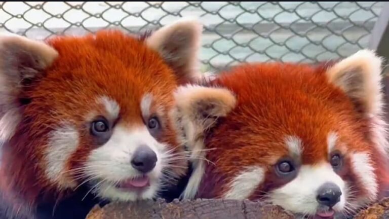 red panda
