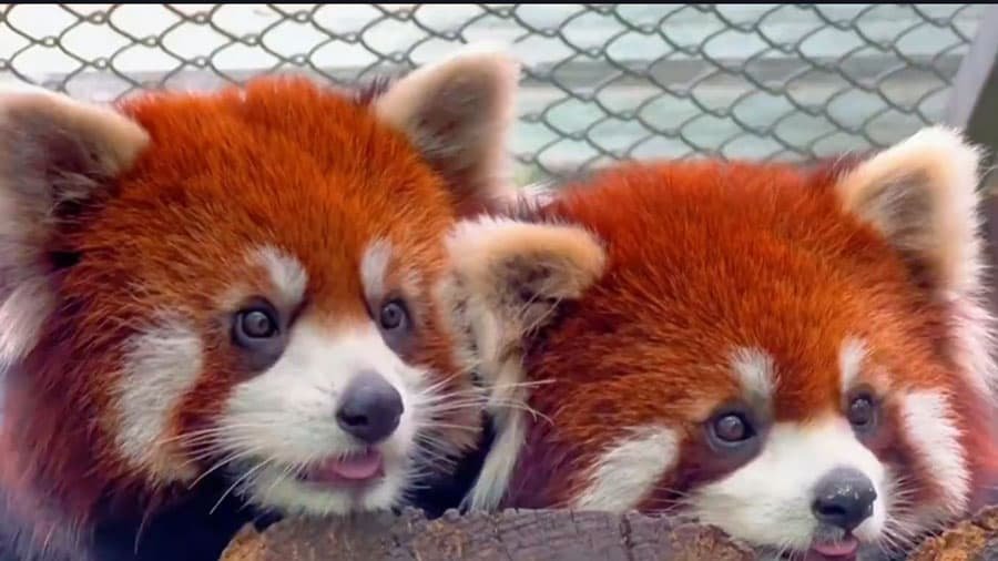 Red Pandas: Chengdu’s Ultra-Soothing, Rare, and Adorable Pets