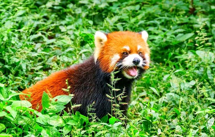 red panda