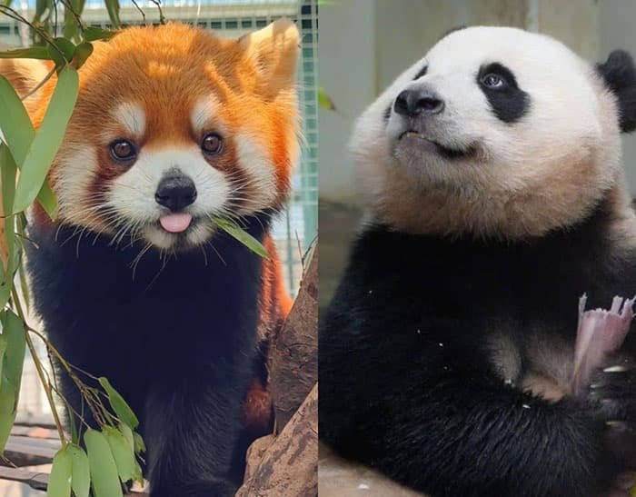 red pandas and giant pandas