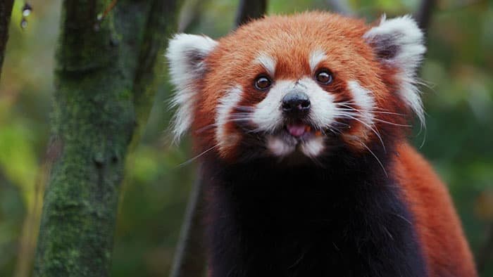 red pandas at panda valley