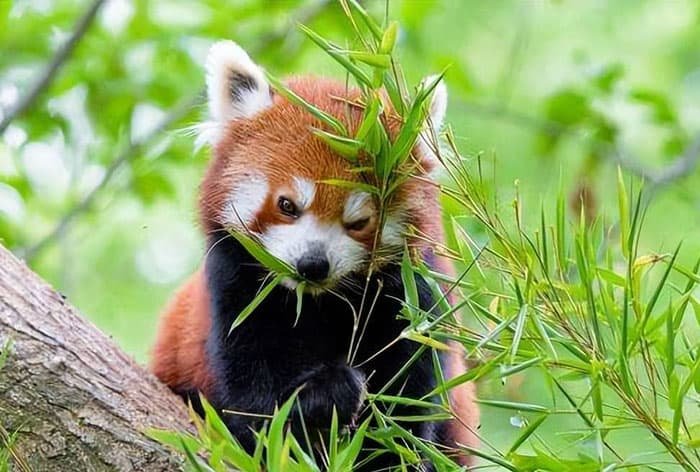 red pandas at the Chengdu Panda Base