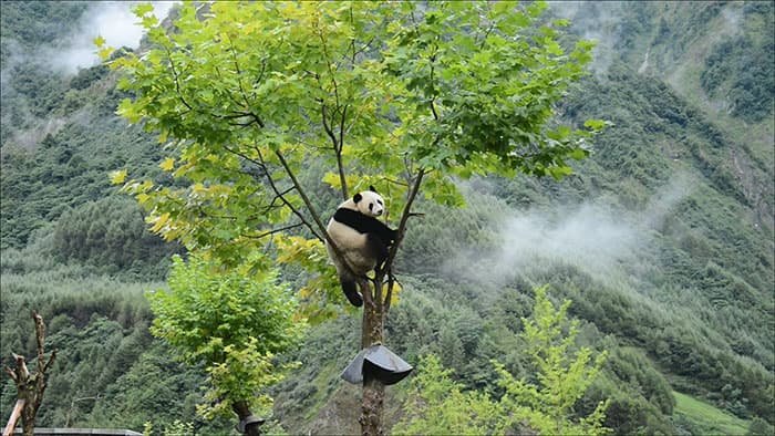 the pandas at the wolong shentushengping chinese giant panda reserve